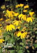 Rudbeckia grandiflora 'Sundance'